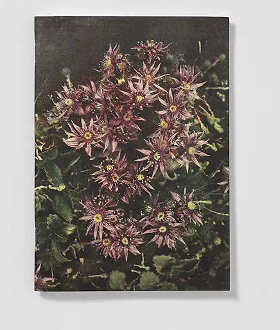 CARNET DE NOTES FLEURS DES ALPES