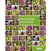 ORCHIDEES SAUVAGES